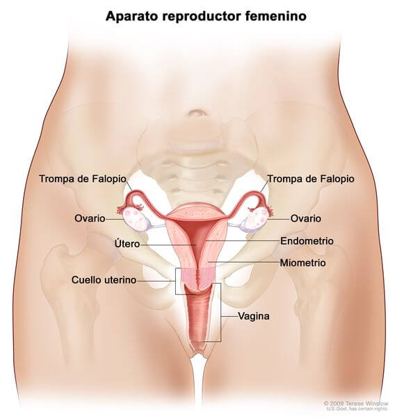 La vagina